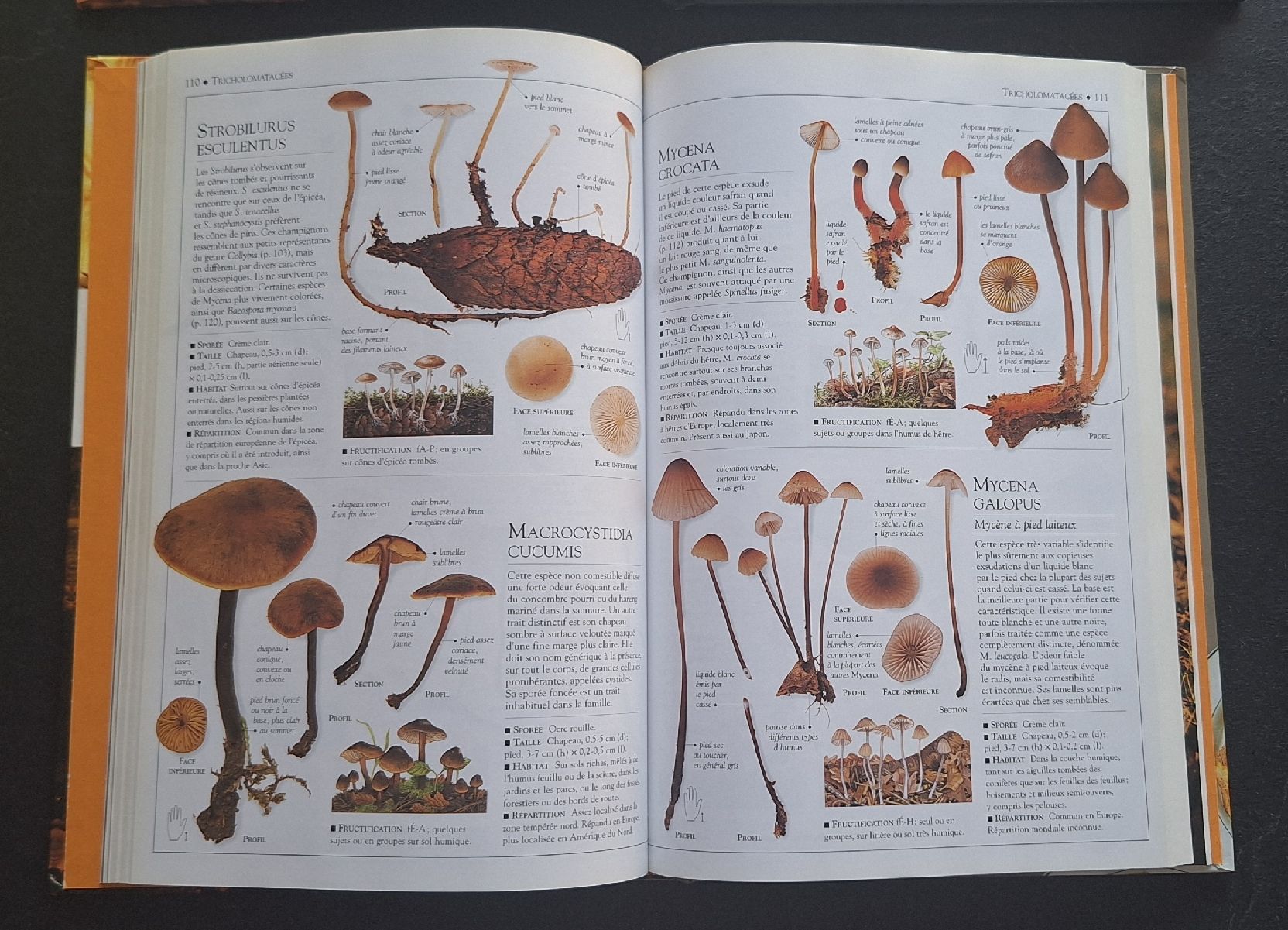 Libri: 2 livres sur les champignons – Usato da Monthey venduto da ditty 2