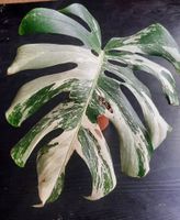 Monstera Albo Variegata XXL - High Color Panaschierung
