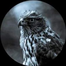 Profile image of hawk999