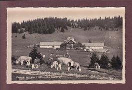CREUX DU VAN - La Grand Vy - Vaches