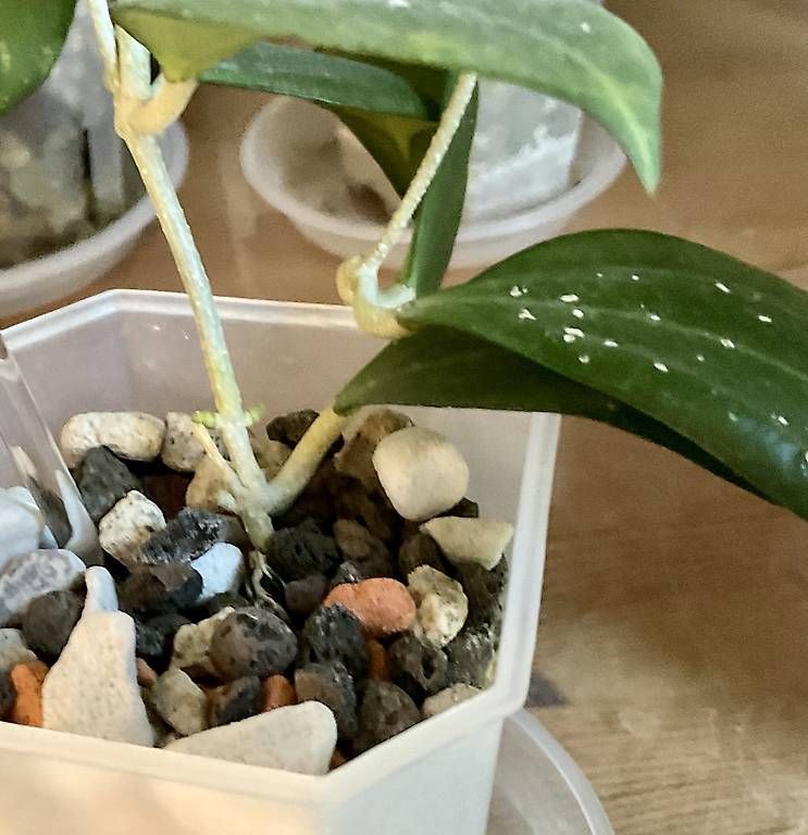 Piante & sementi: Hoya paulshirleyi – Nuovo e nell'imballaggio originale da Schönholzerswilen venduto da Leavylounge 1