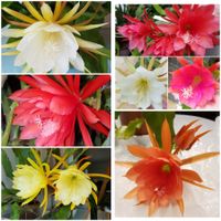 Epiphyllum Blattkaktus 3 unbewurzelte Blätter nach Wahl