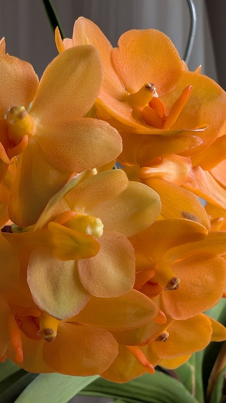 Plantes & graines: Vanda 'princess orange' Orchidee – D'occasion à Untervaz par Lyraia 5
