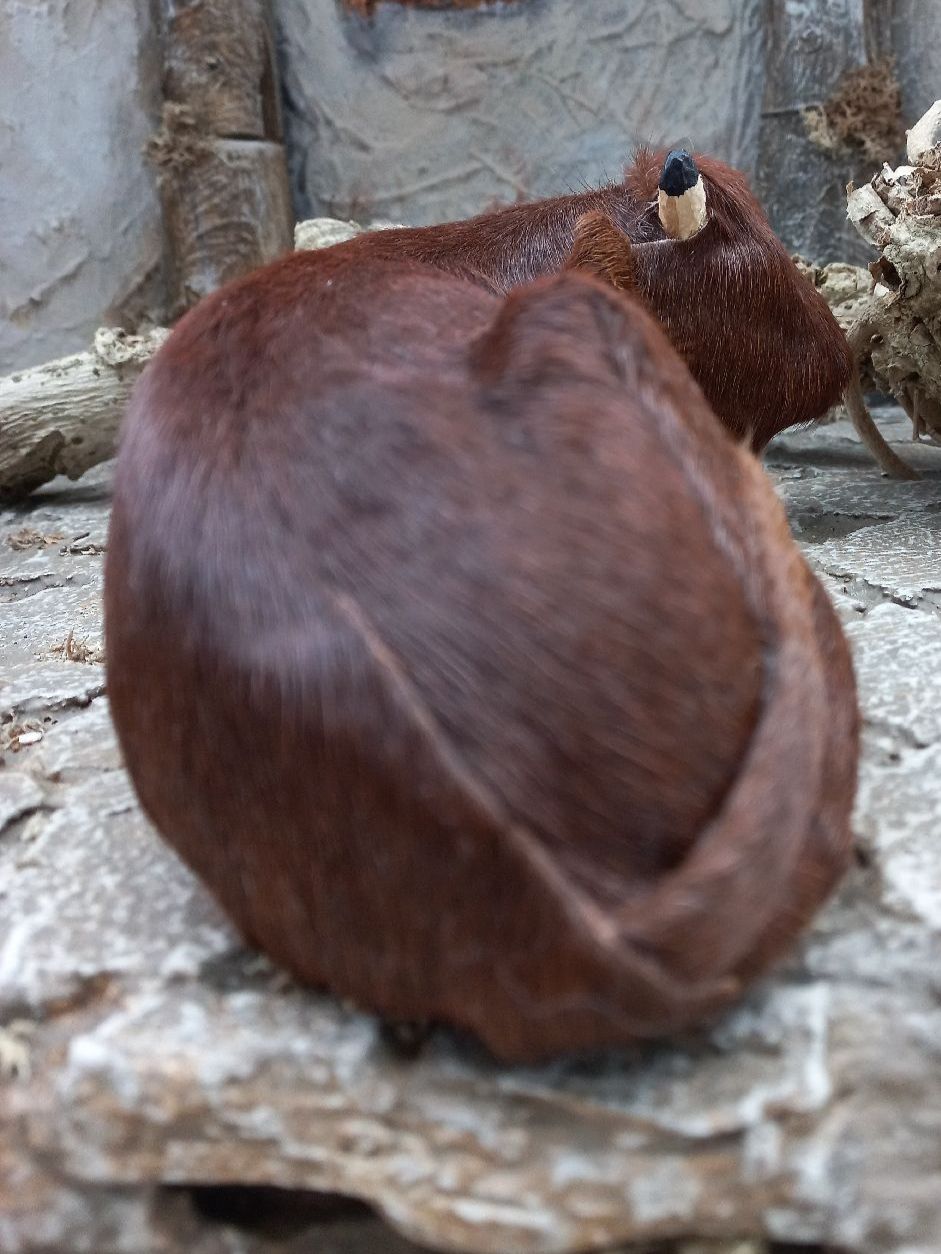 Figuren: herziger Ochse, Schwarzenberger Krippenfiguren – Gebraucht aus Lachen SZ von jimmygoal13 4