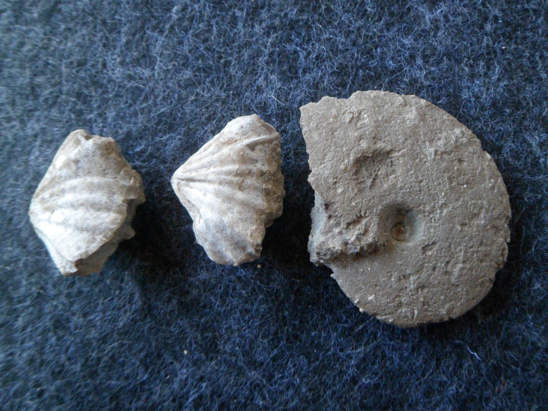 Fossiles: Ammonit + Brachiopoden, Schweiz – D'occasion à Affoltern am Albis par Fossil60 1