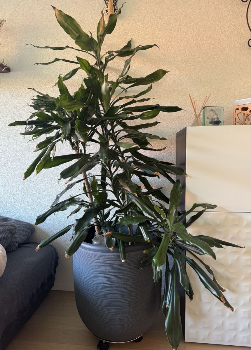 Pflanzen & Samen: Dracaena Pflanze ohne Übertopf – Gebraucht aus Rombach von urmi82