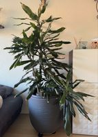 Dracaena Pflanze ohne Übertopf