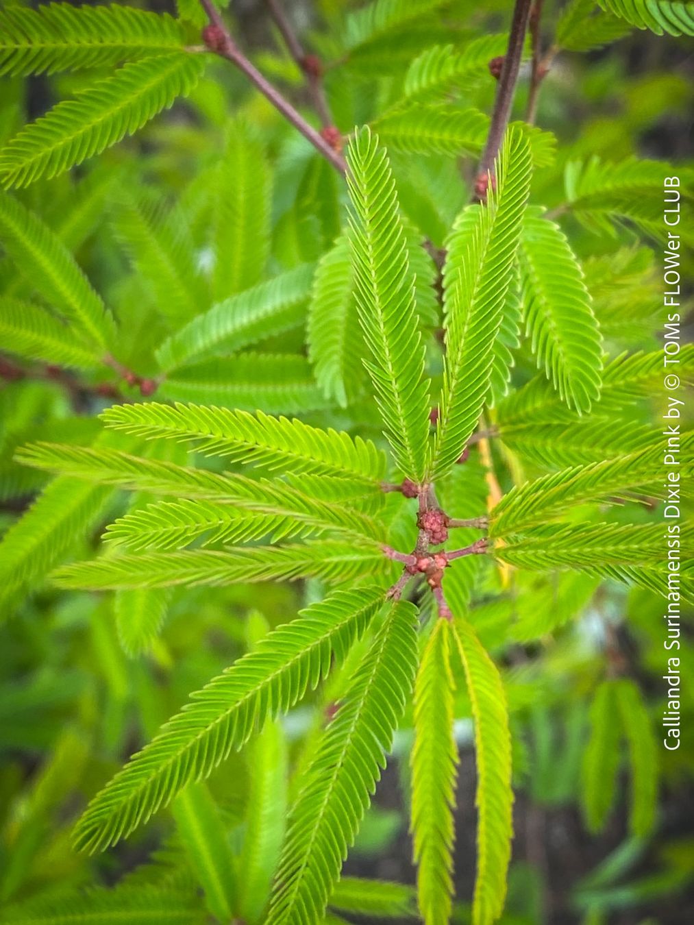 Piante & sementi: Calliandra Surinamensis Dixie Pink - sehr stark duftend – Nuovo e nell'imballaggio originale da Adliswil venduto da astom369 7