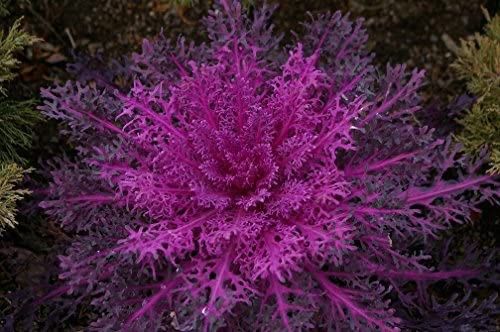 Piante & sementi: 40 Samen RED PEACOCK Zierkohl – Nuovo (secondo la descrizione) da Ehrendingen venduto da VerveinaSamen 1