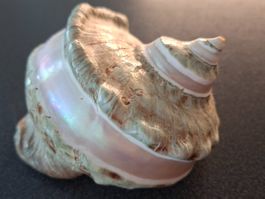 Muschel Turbo Marmoratus