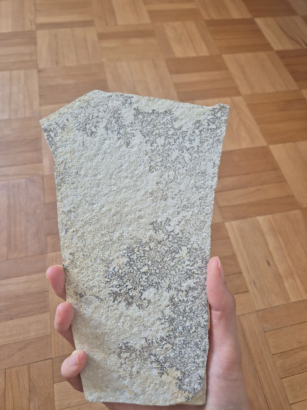 Fossiles: Fossil Fische  – D'occasion à Erlenbach ZH par Marielou222 2
