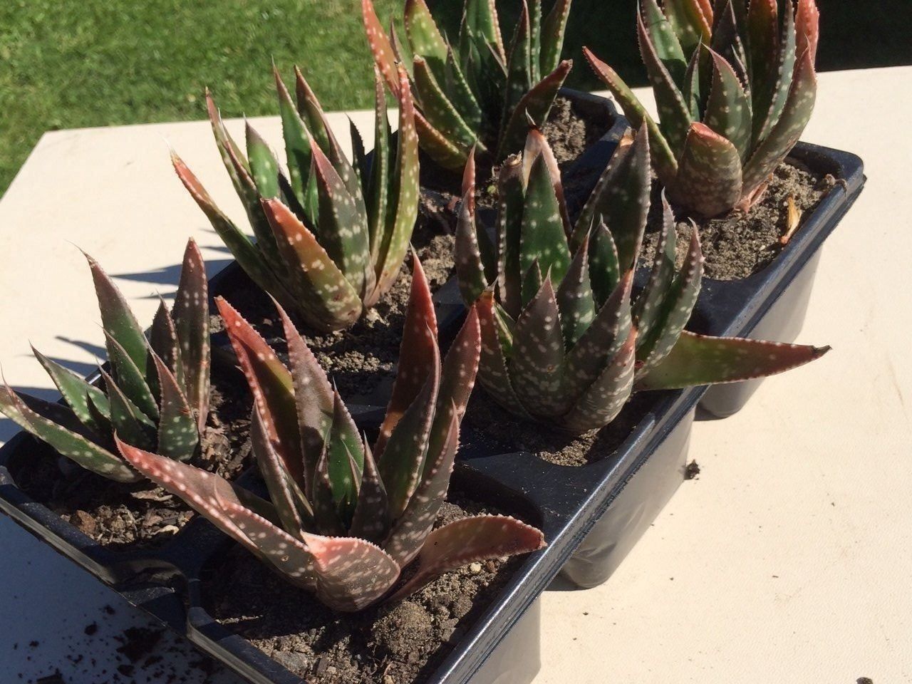 Piante & sementi: Haworthia – Nuovo (secondo la descrizione) da Vinelz venduto da Wellensittich55 4