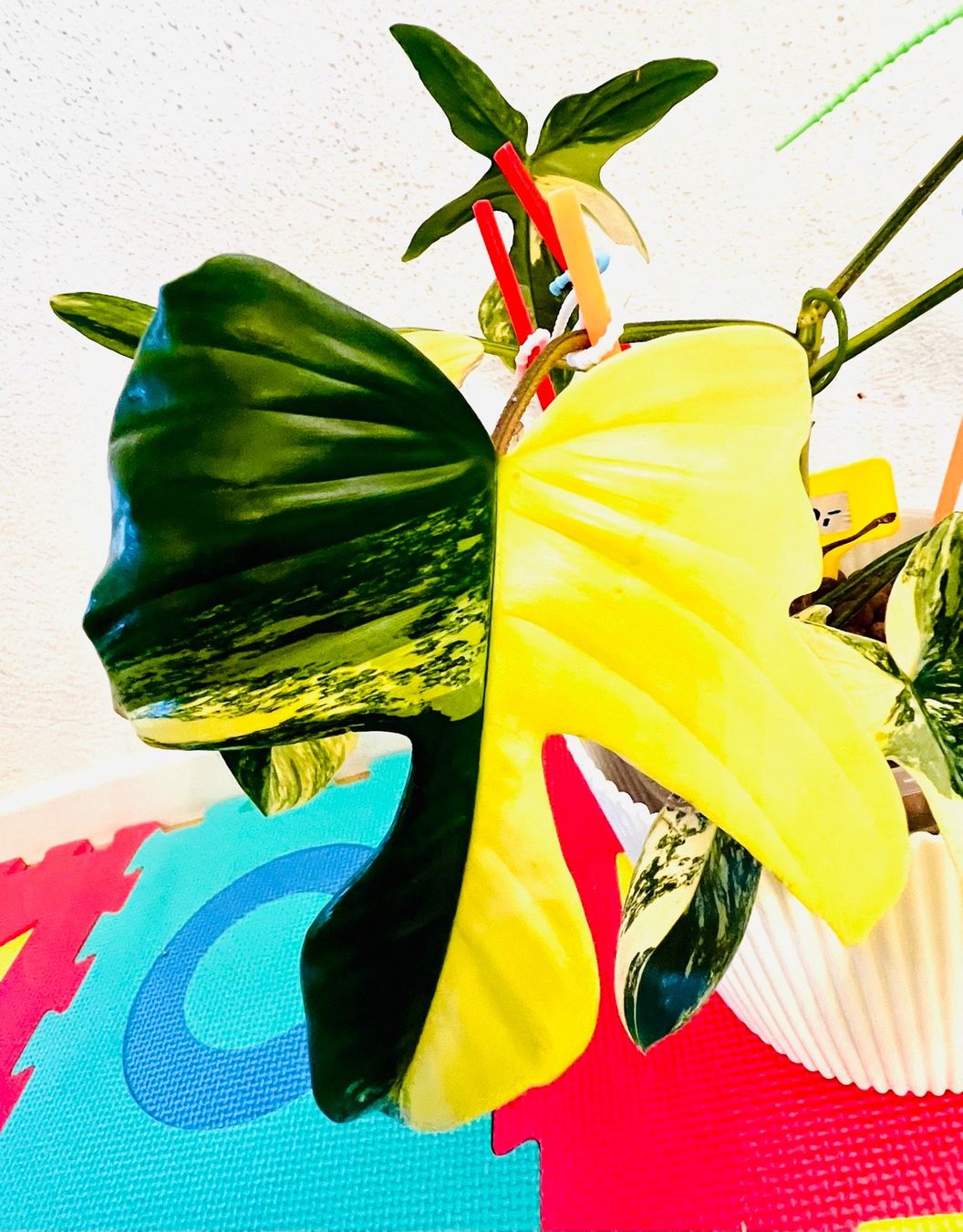 Pflanzen & Samen: Florida Beauty variegated – Gebraucht aus Zofingen von Erfolg1957 3