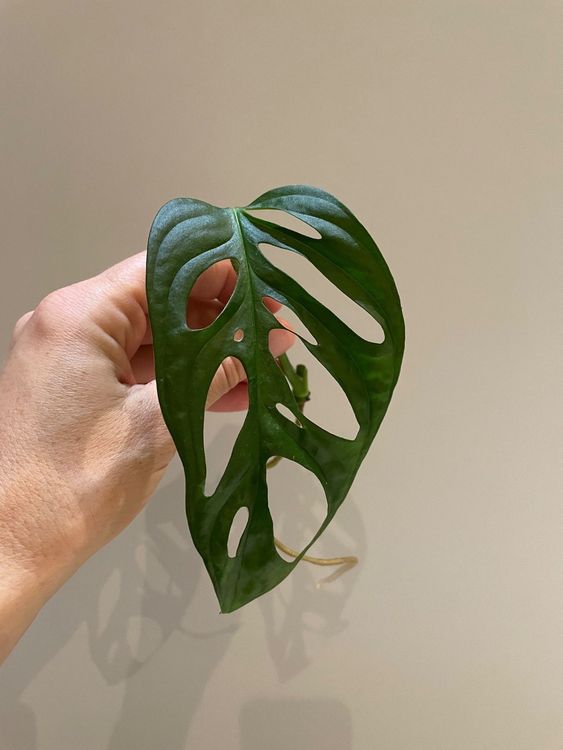 Monstera Adansonii Ableger