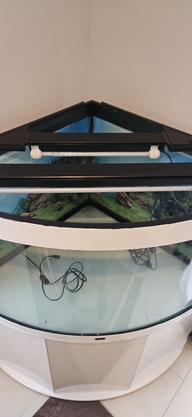 Aquarium: aquarium Juwel trigon 350L – Gebraucht aus Forel-Sur-Lucens von guigui010 1