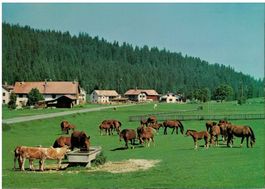 Aux pâturages des Franches-Montagnes, estimée 1975