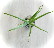 Aloe Vera Barbadensis Zimmerpflanze