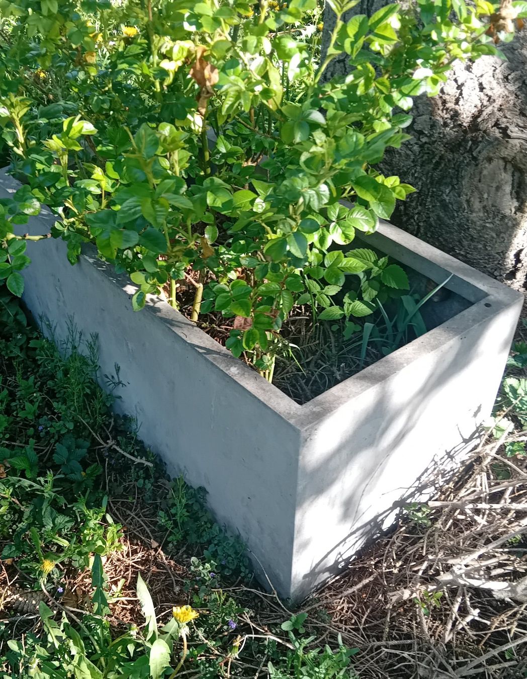 Blumentöpfe: Blumentopf,      in Fehraltorf, alle muss weg – Gebraucht aus Zürich von chulrich 9
