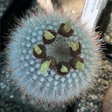Profile image of Ahuran