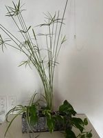 3 Zimmerpflanzen in der Glaswanne 