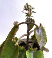 Kalanchoe Brutblatt Bryophyllum**Daigremontianum*