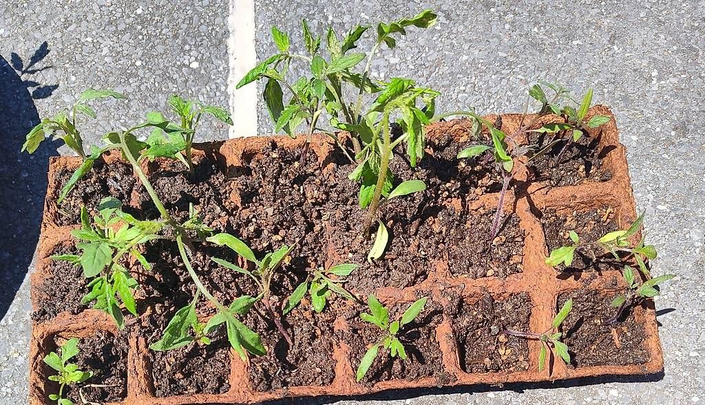 Piante & sementi: Gratis Tomatensetzlinge vermutlich Cherry – Usato da Aarau venduto da ale_2tmq 3