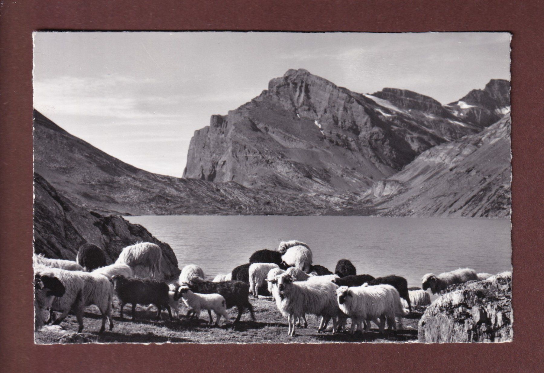 Cartoline postali: DAUBENSEE am Gemmipass - Schafherde - 1962 – Usato da Pully venduto da nicecards-shop