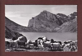 DAUBENSEE am Gemmipass - Schafherde - 1962