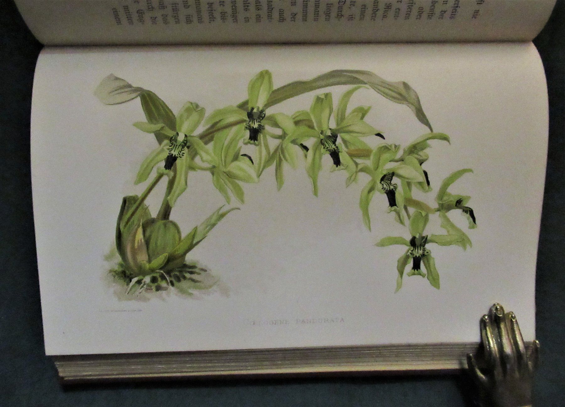 Bücher: Orchideen – Gebraucht aus Hedingen von Protechnica 3