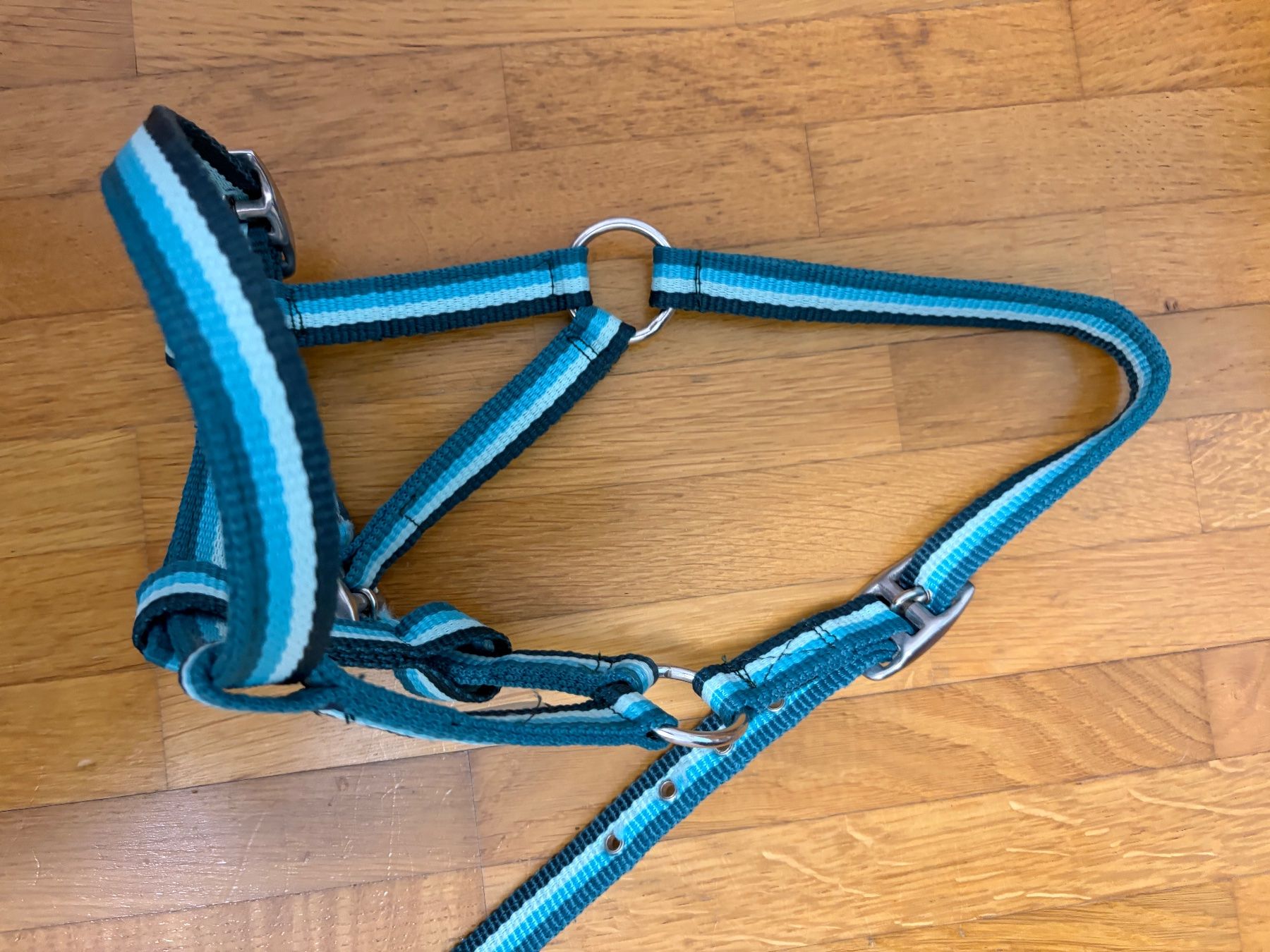 Brides, licols: Halfter Showmaster Fohlen – Neuf (Voir description) à Chur par alv_2xr8 1
