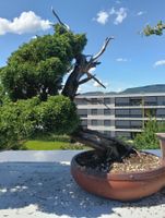 Bonsai Wacholder