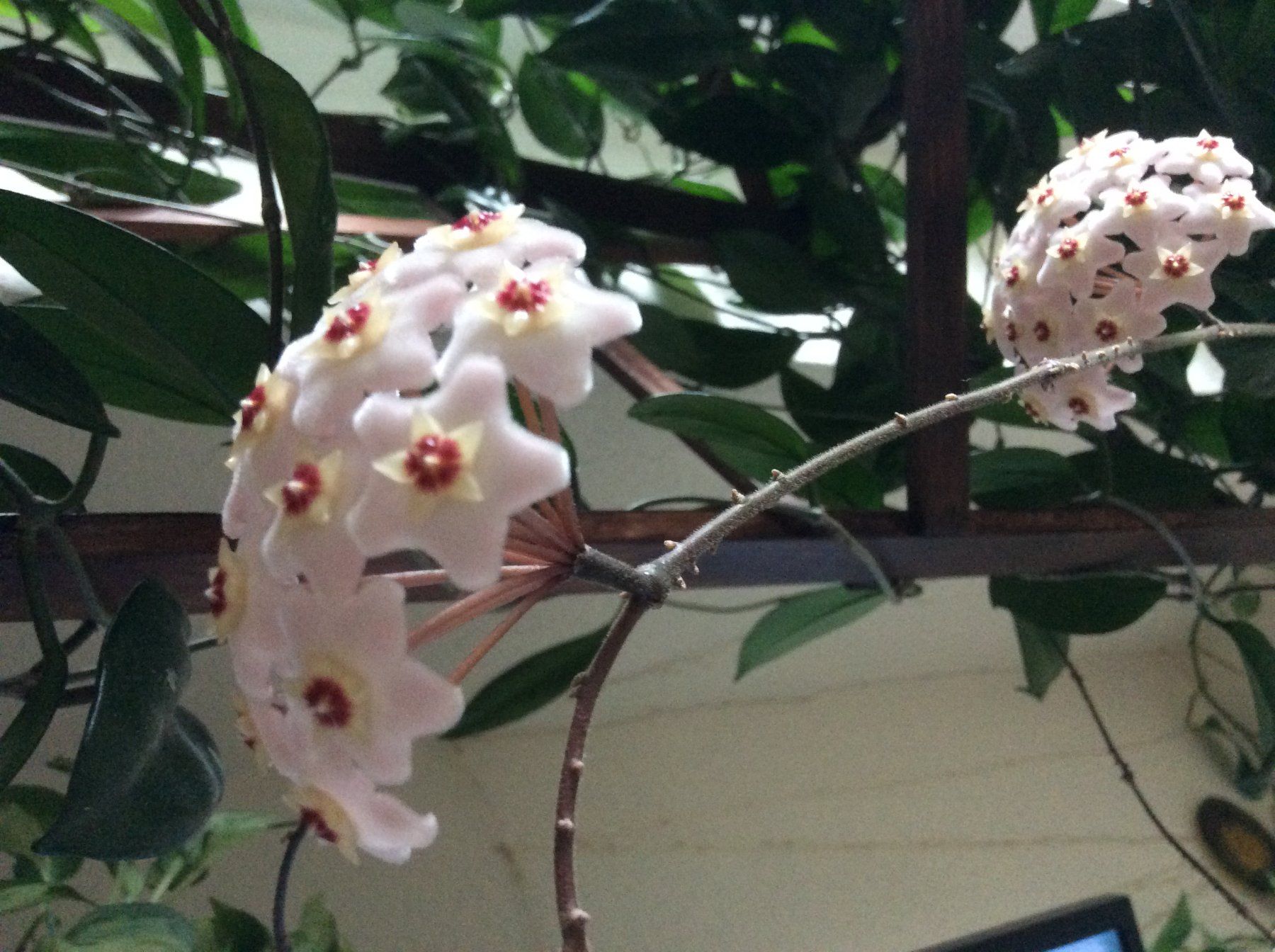 Plantes & graines: Plante Hoya Carnosa +58 cm – Neuf (Voir description) à Le Mont-Pèlerin par dundun1 9