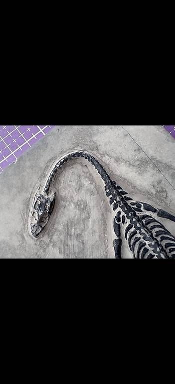 Fossili: Keichousaurus Fossil – Usato da Abtwil AG venduto da dca_gch7 4