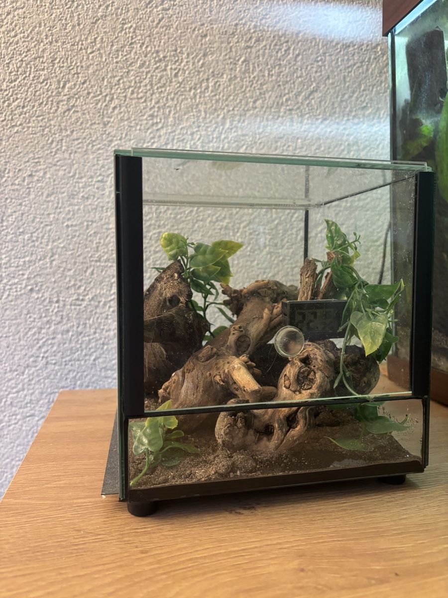 Terrarium: Terrarium 20x20cm – Gebraucht aus Lyss von vam_r6h6