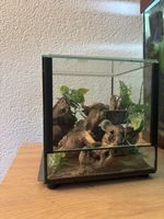 Terrarium 20x20cm