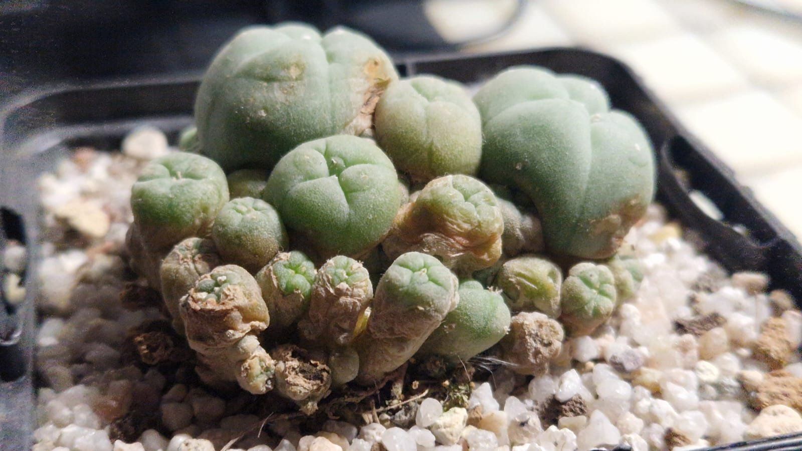 Pflanzen & Samen: Lophophora Sp. var. Caespitosa, 6cm Ø – Gebraucht aus Zürich von LophiMaster 5