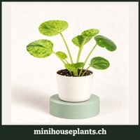 Ufopflanze (Pilea peperomioides 'Mojito') Babypflanze 6 cm