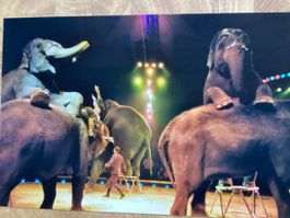Circus Knie Foto 2006