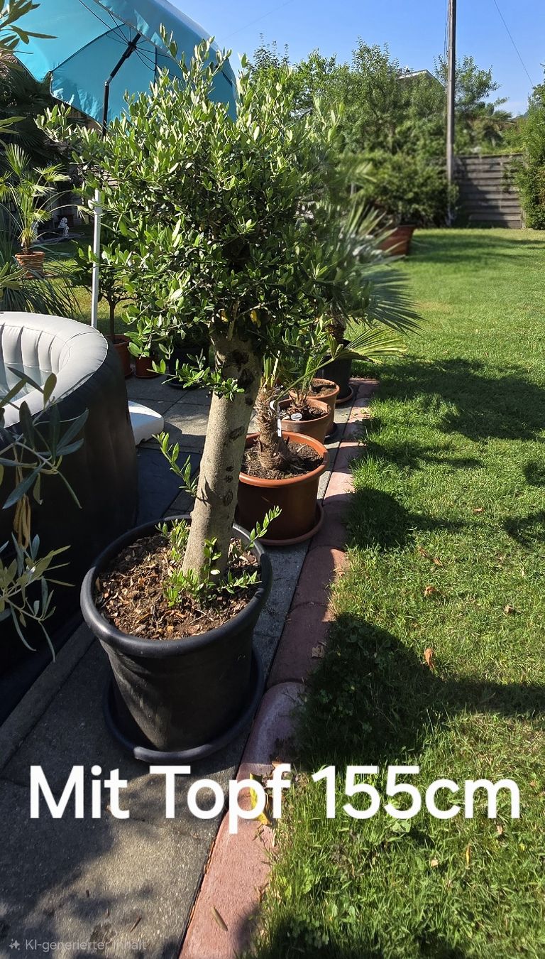 Plantes & graines: Toller schöner Olivenbaum  – D'occasion à Aarburg par popkorn65 3