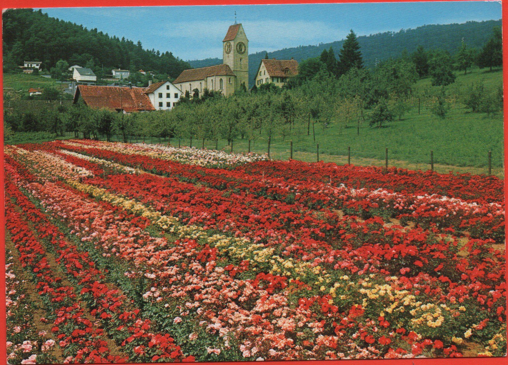 Cartoline postali: UNTERENGSTRINGEN ZH Baumschule und Gärtnerei Hoffmann – Nuovo (secondo la descrizione) da Jona venduto da philajona