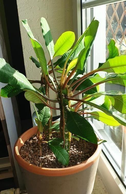Piante & sementi: Madagaskar-Juwel/junge Spuckpalme – Nuovo (secondo la descrizione) da Winterthur venduto da Aniger 8