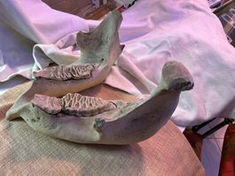 Fossil Loxodonta Cyclotis Unterkiefer, Zahn Knochen