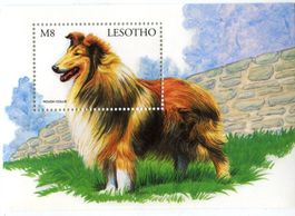 Block "Langhaarcollie". Lesotho