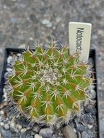 Kakteen, Pflanze, Notocactus