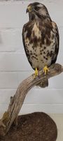 Präparat Bussard