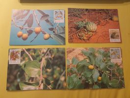 4 Cartes Postales Venda Afrique du Sud, plantes rares