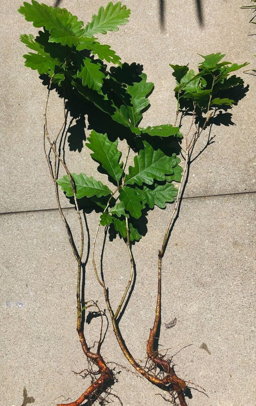 Piante & sementi: 1 Eichen Baumchen 30-50cm‪‪ – Nuovo e nell'imballaggio originale da Rovio venduto da POSITIFFARTandPLANTS 1