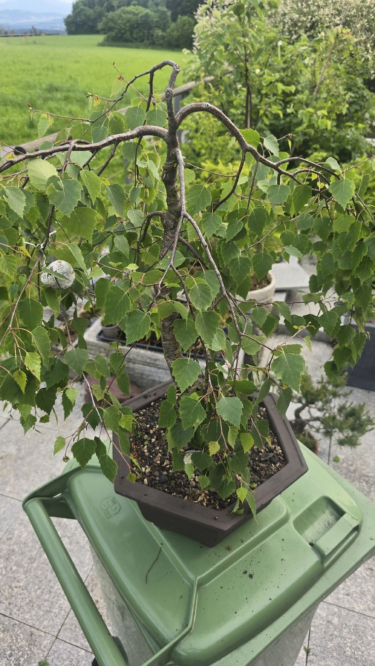 Bonsai Birke (Gebraucht) in Islisberg fr CHF 250  nur Abholung auf  Ricardo kaufen