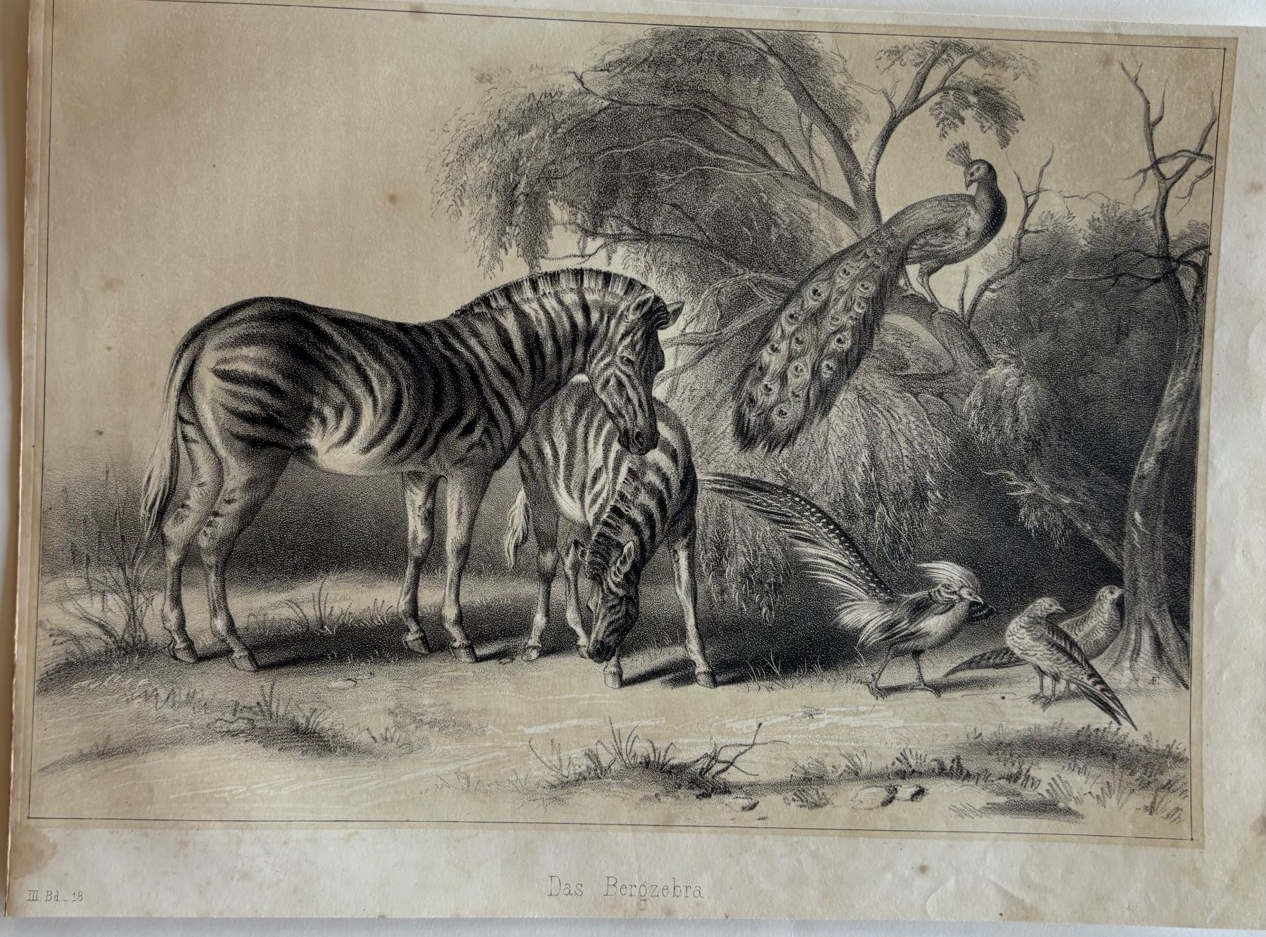Grafica & Litografie: Lithographie 1845 - Berg Zebra – Usato da Frauenfeld venduto da Merk52 1