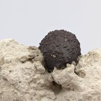 NEUFUND: SELTSAME PYRIT auf TON, Kalabrien
